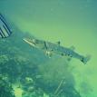 Barracuda - a curious fish