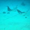 Spotted Eagle Rays